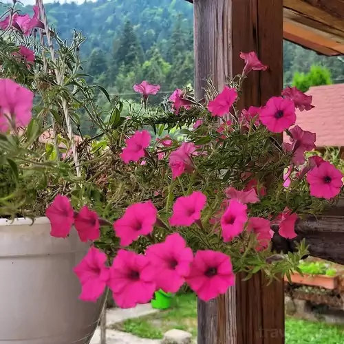 Pensiunea Natura Tusnad